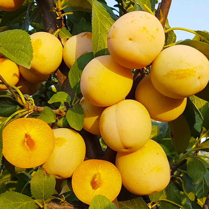 Саджанці сливи Афаска (привитий) - 1-річний Чернівці - фото 1