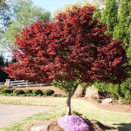 Саженцы клена Пальмовый (привитый) - 2-летний Черновцы - изображение 1