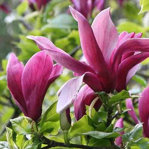 Саджанці магнолії Лілііфлора (черенкований) - 2-річний Чернівці