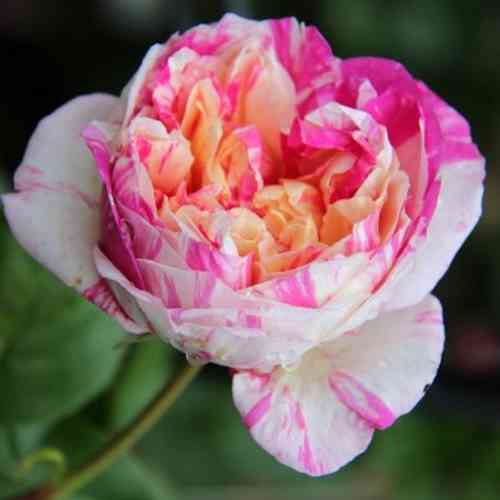 Саджанці троянд Жюлі Андріе (привитий) - 2-річний Чернівці