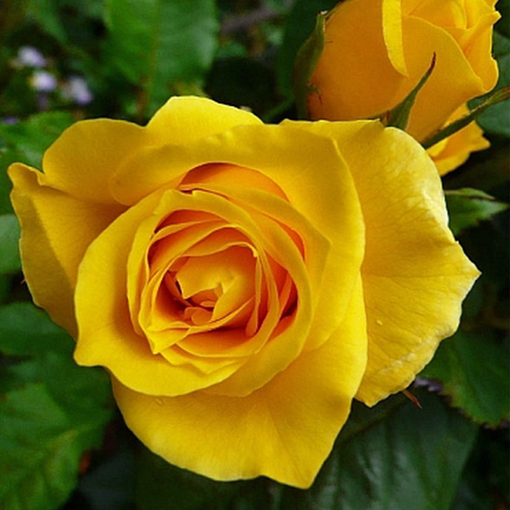 Саджанці бордюрних троянд Жовта Лялька (привитий) Чернівці - фото 3