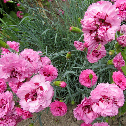 Саженцы гвоздики Шабо Фиолетовая (черенкованный) - 2-летний Черновцы - изображение 1