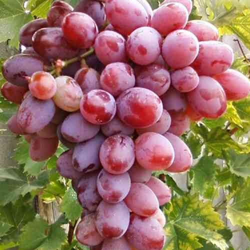 Cаджанці винограду Атаман (черенкований) - 1-річний Чернівці