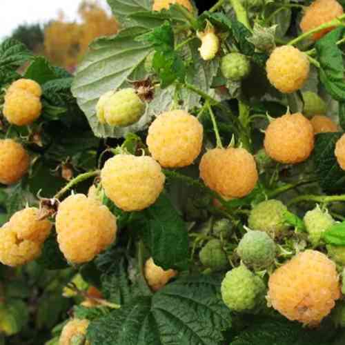 Саджанці малини Янтарна Садко (черенкований) - 1-річний Чернівці