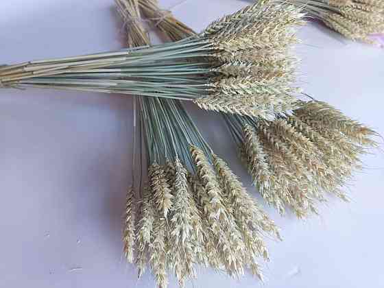 Колоски безостої пшениці 11-15 см Днепр
