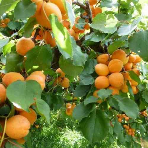 Саджанці абрикоса Янтар Весняний (привитий) - 2-річний Чернівці