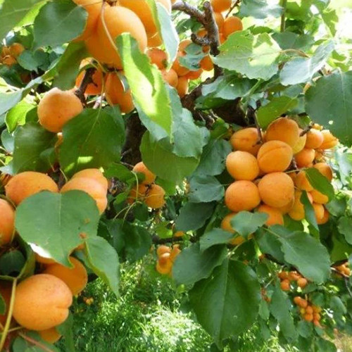 Саджанці абрикоса Янтар Весняний (привитий) - 2-річний Чернівці - фото 1