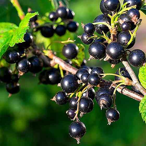 Саджанці смородини на штамбі Вернісаж (привитий) - 2-річний Чернівці