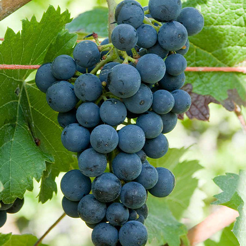 Саженцы винограда Черный Монарх (черенкованный) - 1-летний Черновцы - изображение 1