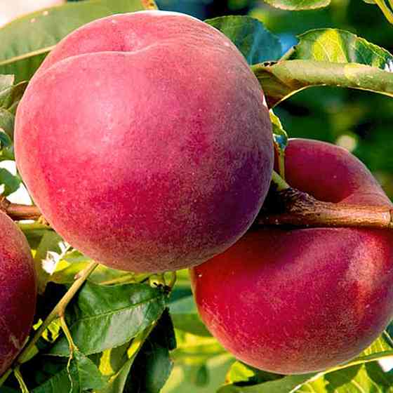 Саджанці персика Роял Лі (привитий) - 2-річний Чернівці