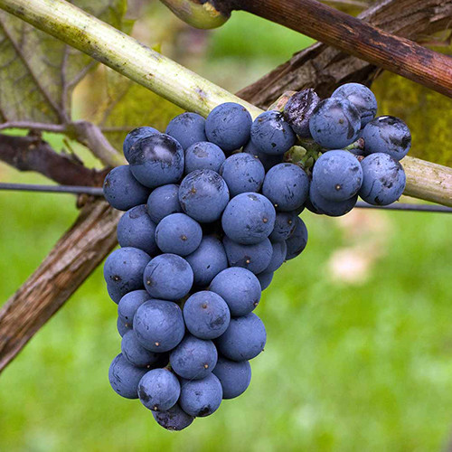 Саженцы винограда Леон Миллот (черенкованный) - 2-летний Черновцы - изображение 1