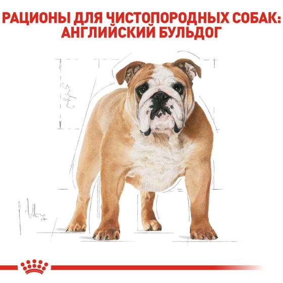 Royal Canin Bulldog Adult (Рояв Канін Бульдог Едалт) сухий корм для англійських бульдогов від 12 місяців 12 кг. Запоріжжя