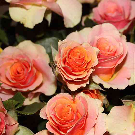 Саженцы бордюрных роз Изис (привитый) Черновцы