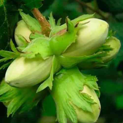 Саженцы фундука Тамбовский ранний - 3-летний Черновцы