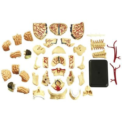 Набір для експериментів EDU-Toys Набір для досліджень Модель черепа с нервами сборная, 9 см (SK010) Вінниця - фото 3