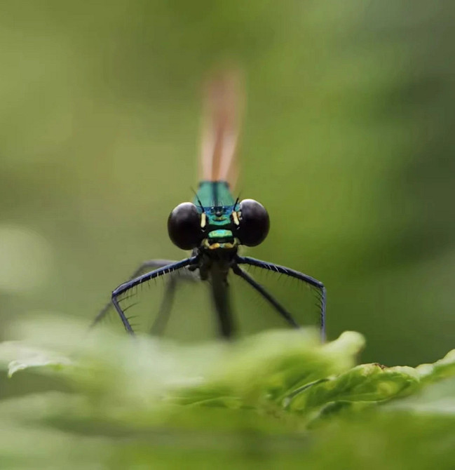 Макро об'єктив для телефону 85мм професійний Kase Master Macro Pro Київ - фото 5