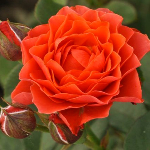 Саджанці троянд Бранд Піксі (привитий) - 2-річний Чернівці - фото 1