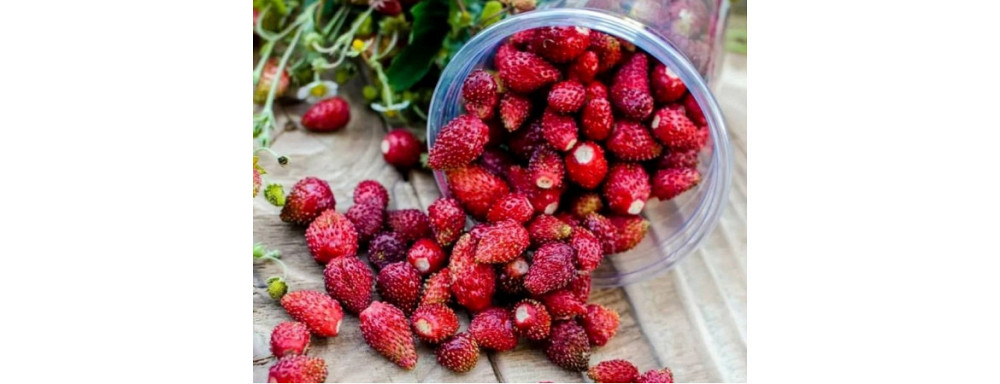 Сажанцы земляники лесной (3 шт в рыночке) master sem Киев - изображение 3