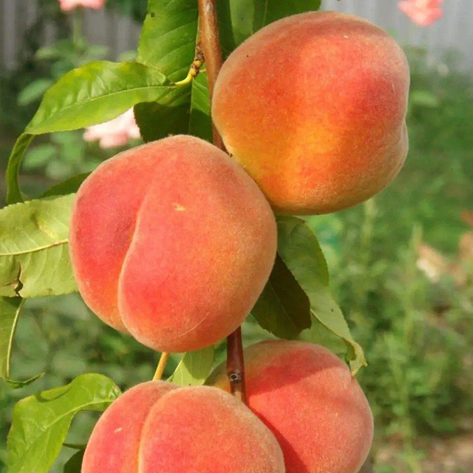 Саджанці персика Золотий Ювілей (привитий) - 1-річний Чернівці - фото 1