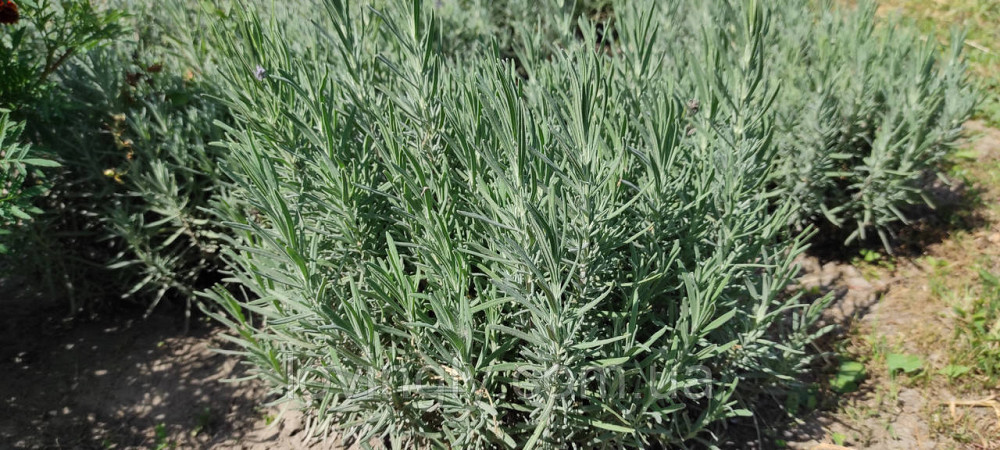 Трехлетние саженцы лаванды английской , сформированные кусты до 40 см Ирпень - изображение 4