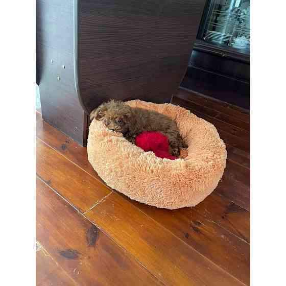 Лежанка для кошек и собак «Ворс» 3XL (100см), Персик Киев