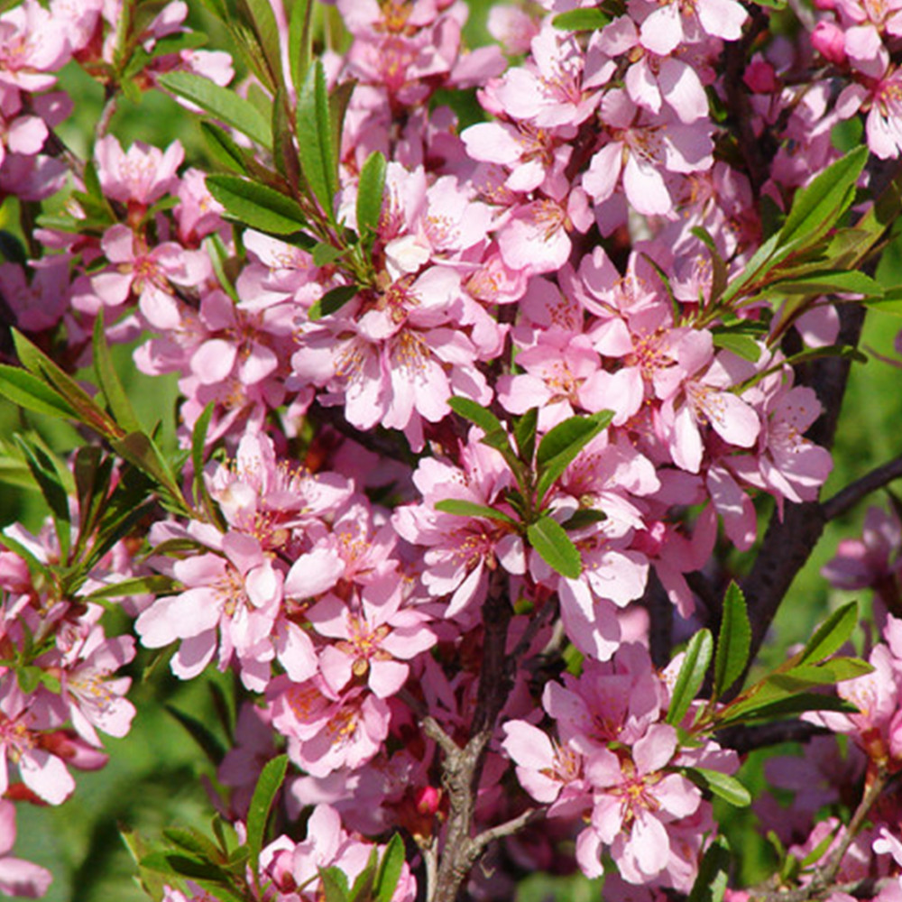 Саджанці декоративного мигдалю Ледебура (привитий) - 1-річний Чернівці - фото 1
