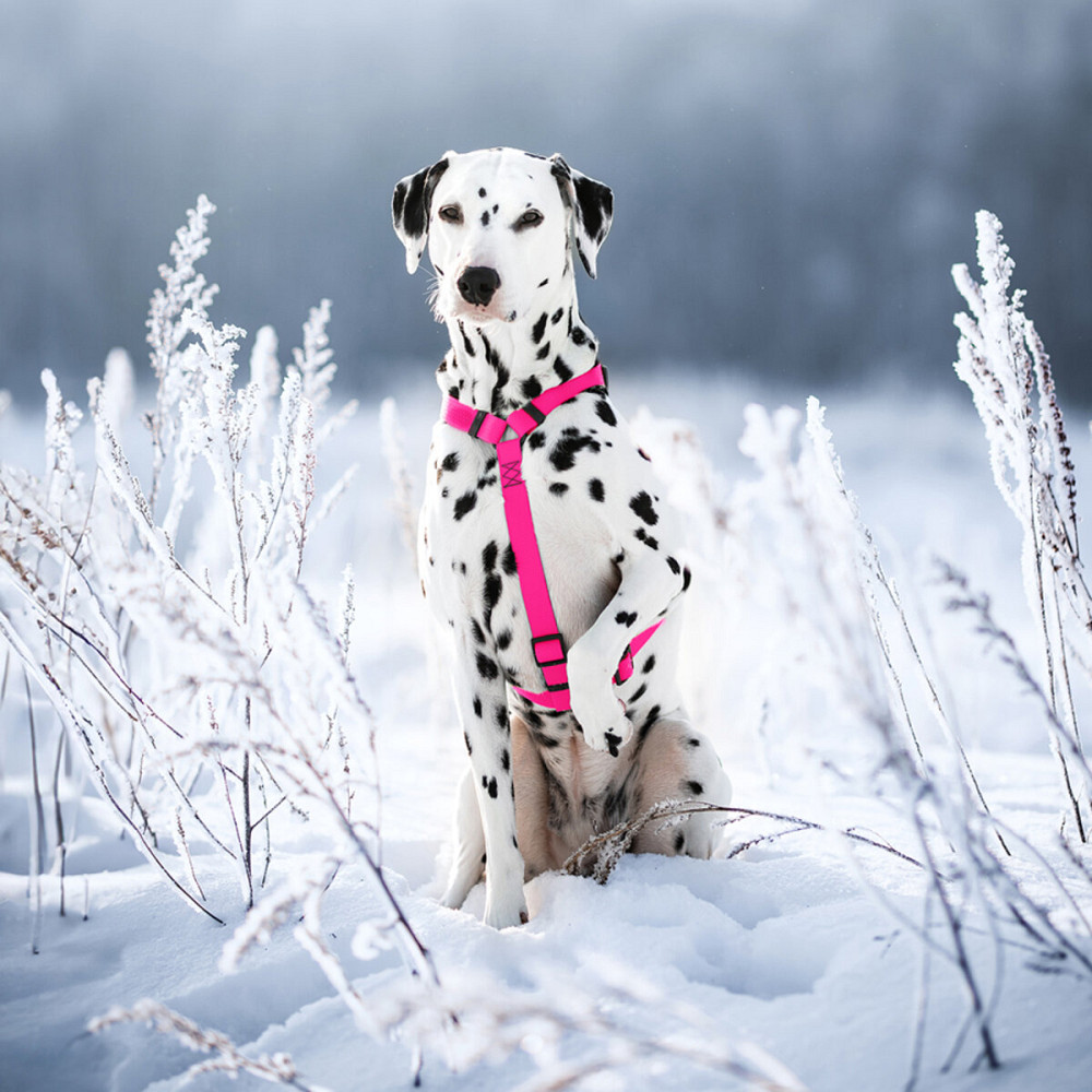 Шлей для собак водостойкий анатомический Н-образный WAUDOG Waterproof с QR-паспортом, пластиковая пряжка-фастекс, М, Ш 20 мм, А 40-66 см, В 50-80 см,  Киев - изображение 3