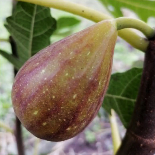 Саженцы инжира Голиаф - 1-летний Черновцы - изображение 1