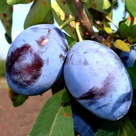Саджанці сливи Емпрес (привитий) - 1-річний Чернівці