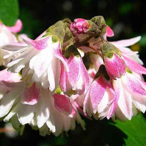 Саджанці дейції Рожевий Кодсолл (черенкований) - 1-річний Чернівці
