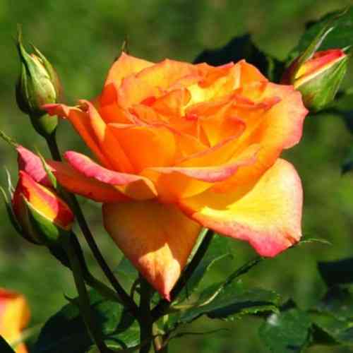 Саженцы парковых роз Сахара (привитый) Черновцы