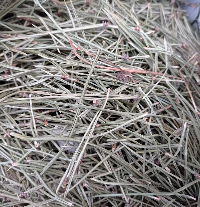 Хвоя сосны, 100г. MasterSEM Киев - изображение 1