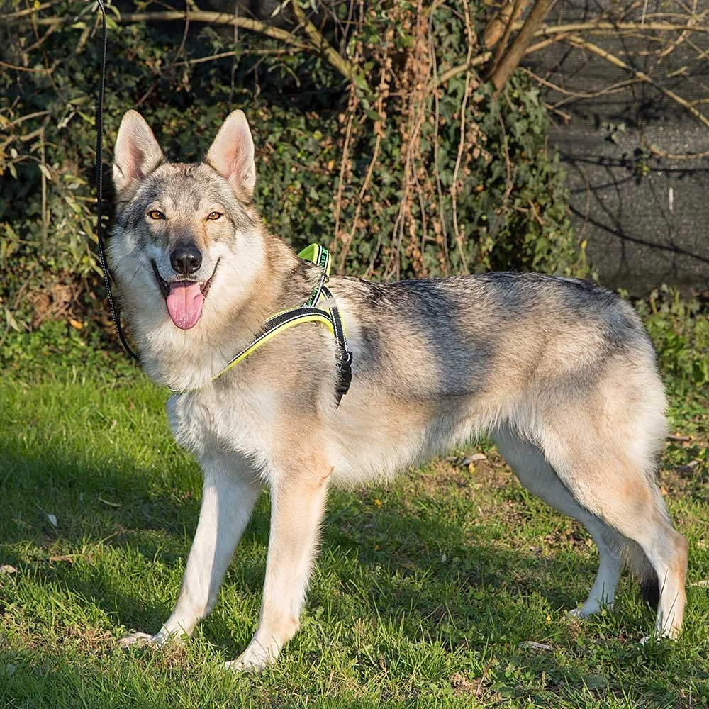 Нейлонова шлейка світловідражаюча норвезького типу для собак Ferplast Sport Dog P (Ферпласт Спорт Дог П) A: 58 см - B: 69 int 86 см - M, Жовтий Запоріжжя - фото 9