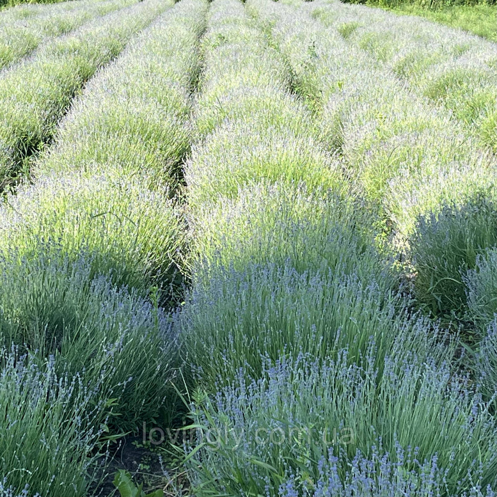 Трехлетние саженцы лаванды английской , сформированные кусты до 40 см Ирпень - изображение 6