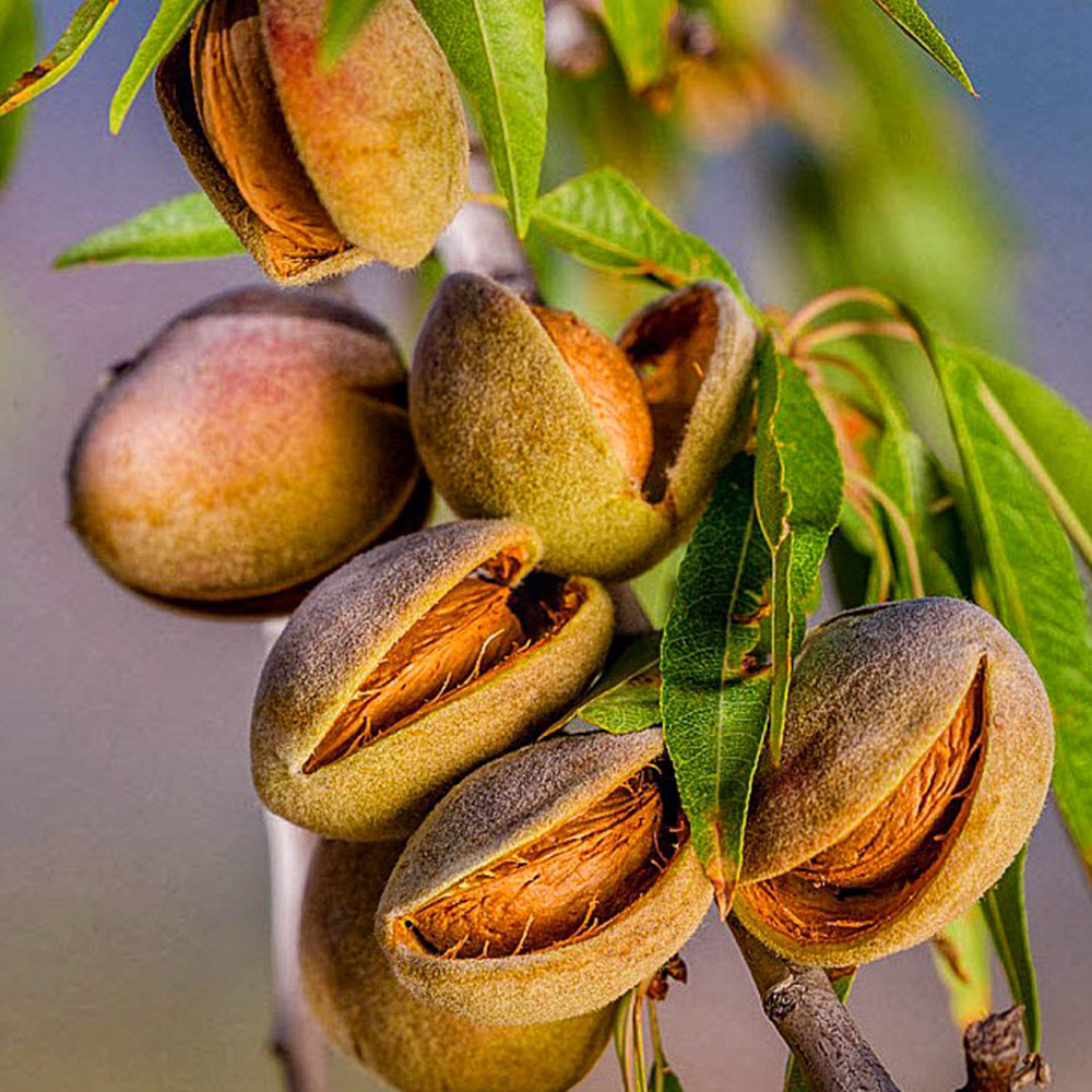 Саджанці мигдалю Десертний (привитий) - 2-річний Чернівці - фото 3