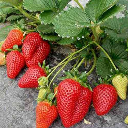 Саджанці полуниці Світ Енн (ремонтантна) - 1-річний Чернівці