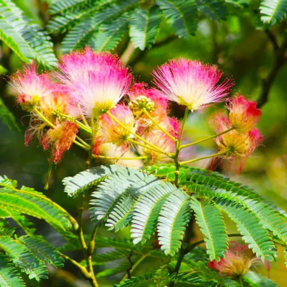 Саженцы Альбиции Черновцы - изображение 1