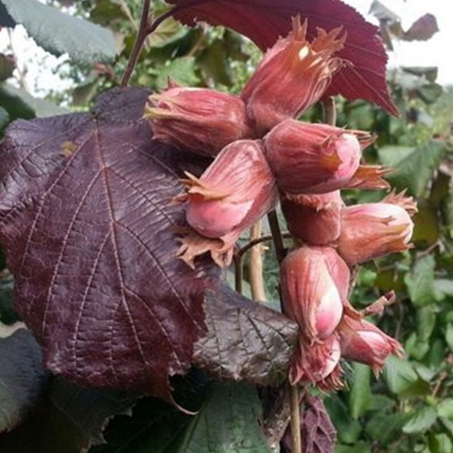 Саджанці фундука Катерина (відводок) - 3-річний Чернівці - фото 2