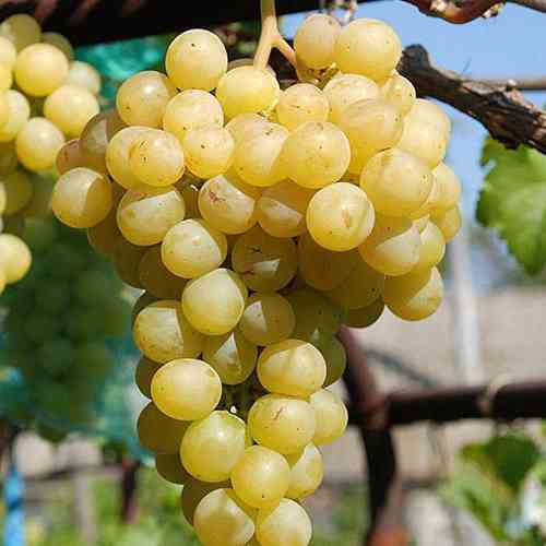 Cаджанці винограду Мускат Гурманний (черенкований) - 2-річний Чернівці