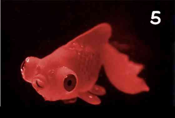 Золота риба телескоп, червоного кольору, силіконова та люмінісцентна (в темноті світяться), декор в акваріум), розмір 7*4 см Київ