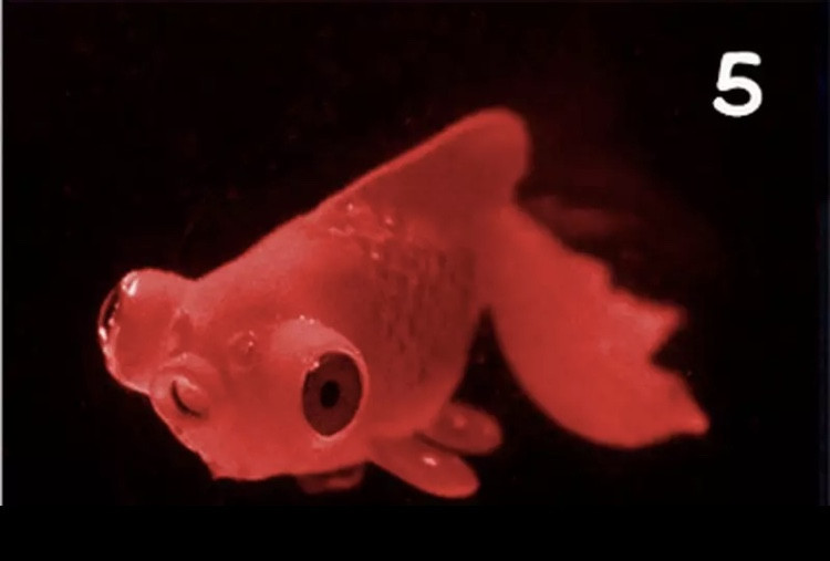 Золотая рыба телескоп, красная, силиконовая и люминисцентная (светящая )декор в аквариум - размер 7*4 см Киев - изображение 1