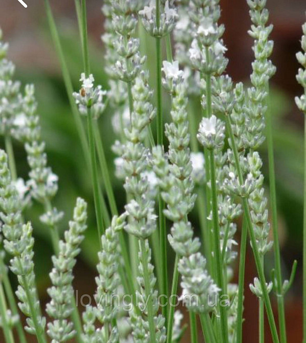 Дворічний кущик лавандину білого кольору  Едельвейс Edelweiss  діаметр до 20 см Ірпінь - фото 4