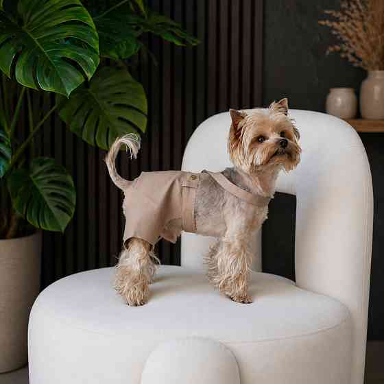Шорти Pet Fashion Leo для собак XХS Київ