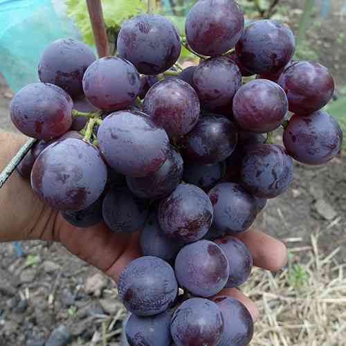 Саженцы винограда Армани (черенкованный) - 1-летний Черновцы