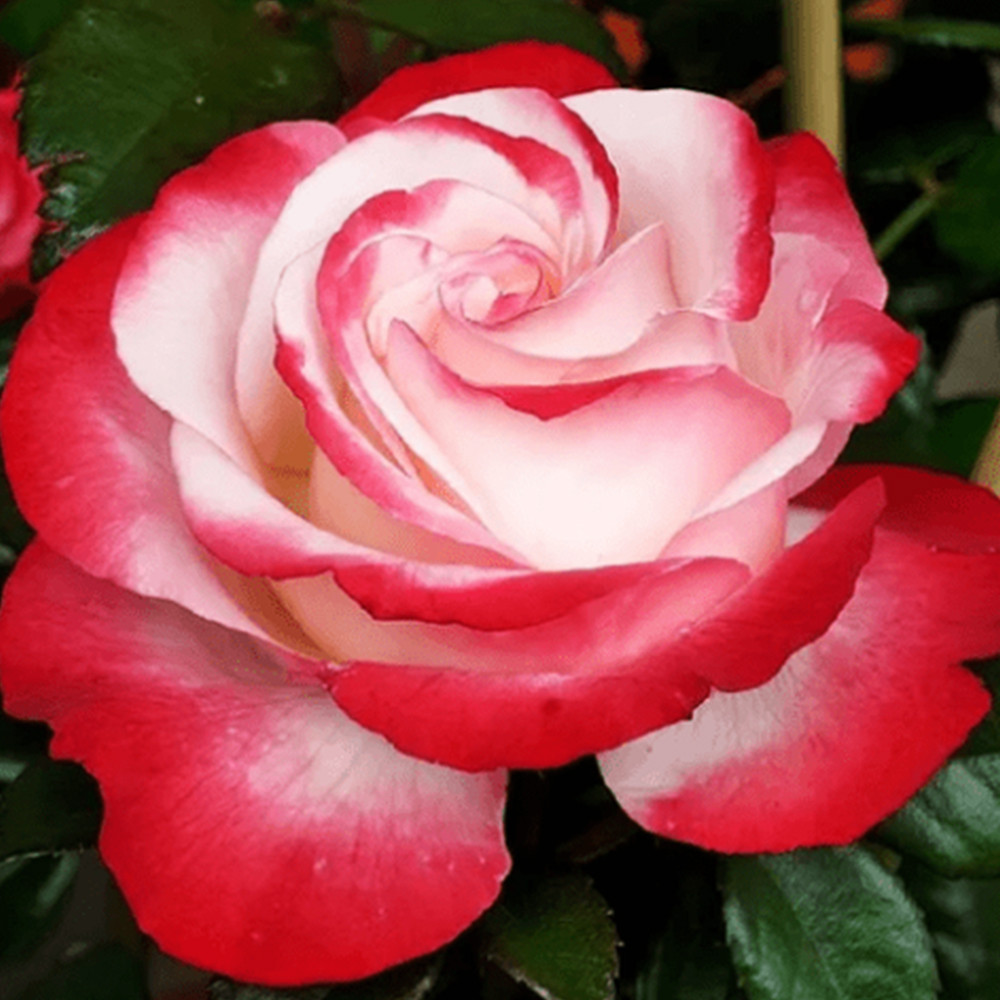 Саженцы роз на штамбе Ностальжи (привитый) Черновцы - изображение 3