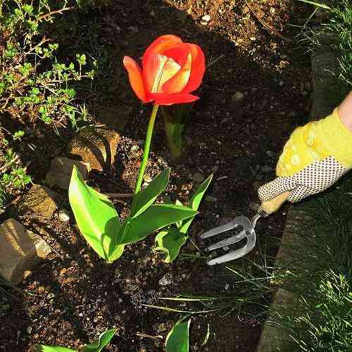 Вилка садові Gruntek Inox 310 мм Одеса