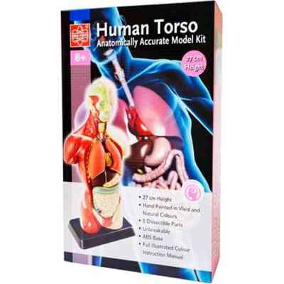 Набір для експериментів EDU-Toys Анатомічна модель людини збірна 27 см (MK027) Вінниця