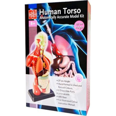 Набір для експериментів EDU-Toys Анатомічна модель людини збірна 27 см (MK027) Вінниця - фото 3