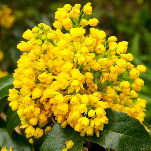 Саженцы магонии Ползучая Злата (черенкованный) - 1-летний Черновцы - изображение 1