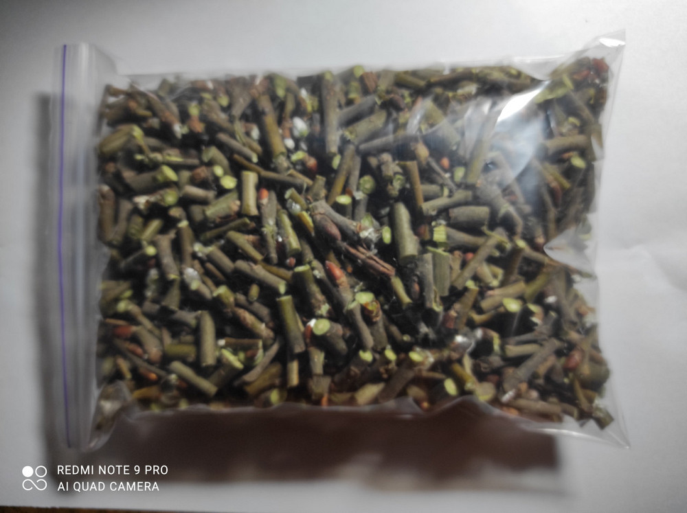 Веточки вербы, 100г master sem Киев - изображение 1